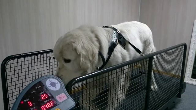 Беговая дорожка смотреть онлайн