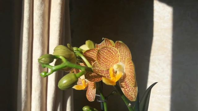 Phalaenopsis Little Zorro смотреть онлайн