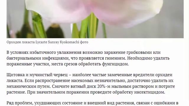Орхидея ликаста Уход в домашних условиях Как поливать и пересаживать Фото видов и сортов