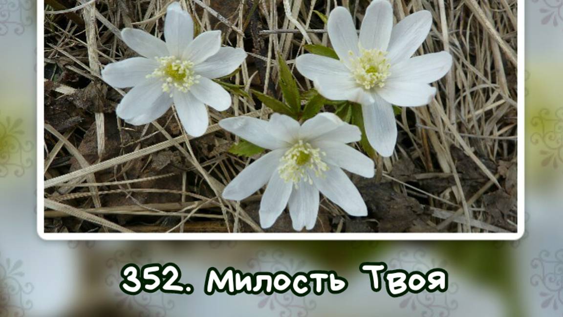 Гимны надежды 352 Милость Твоя (-) смотреть онлайн