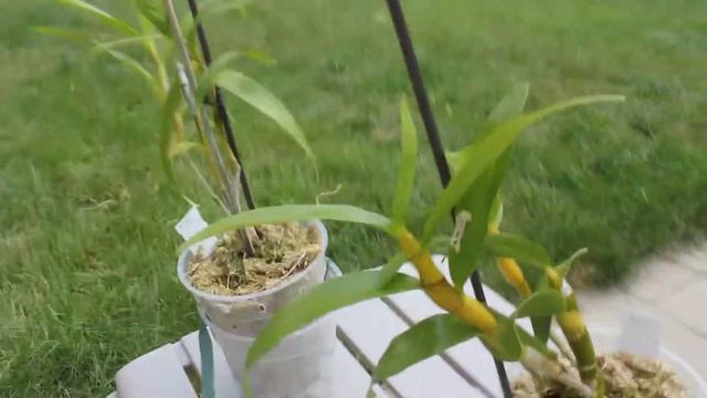 Dendrobium Nobile смотреть онлайн