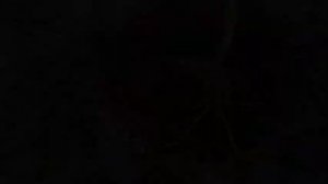 Весенняя посадка абрикоса