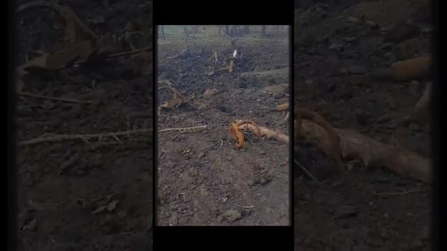 Уничтоженные "Грады" ВСУ в районе Кременной. смотреть онлайн