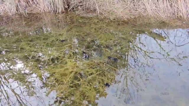 Unclogging And Frogs After Spring Melt смотреть онлайн