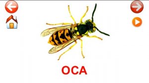 Развивающие карточки Домана. Насекомые.