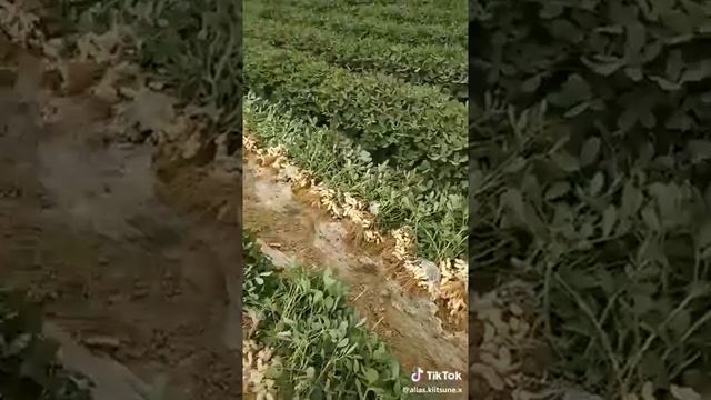 Как растет арахис? смотреть онлайн