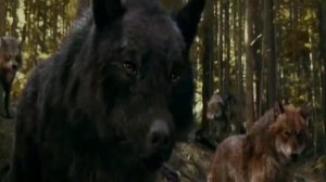 Волки сумерки клип