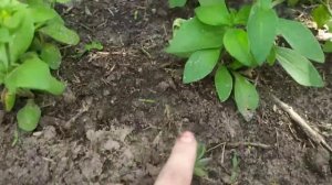 Бюджетный палисадник под окнами своими руками