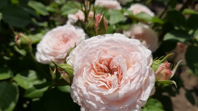 ИЗЯЩНАЯ английская роза Джеймс Гэлвей / Austin Rose James Galway / ROZI MIRA