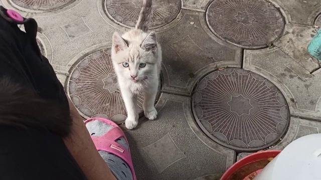 Суп кабачковый котятам