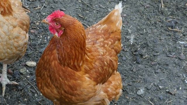 я пердолю))) смотреть онлайн