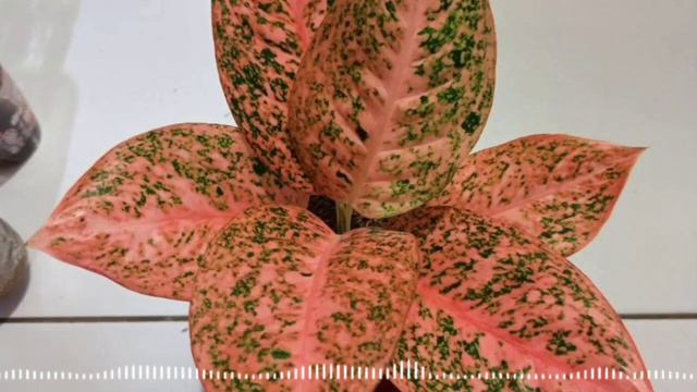 Aglaonema Stardust Orange 9 Mahal