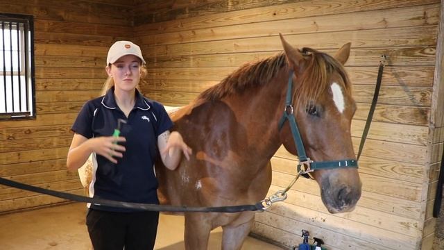 How to Groom a Horse (Step-By-Step Guide) смотреть онлайн