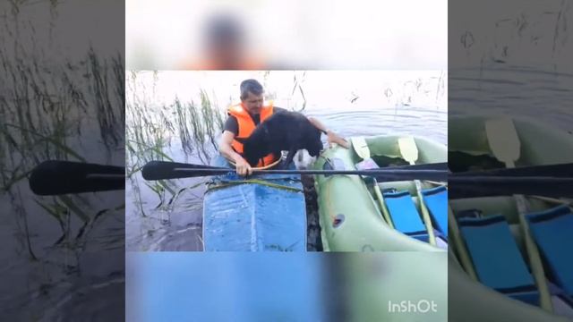 Собака на каяке. смотреть онлайн