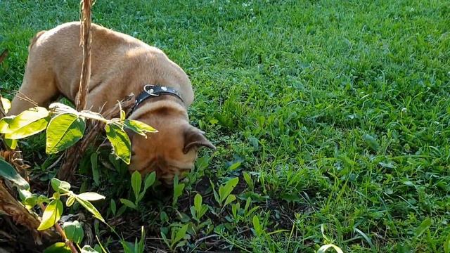 Ufa Уфа / Асканыш / Устанавливаем бассейн / Собираем жимолость / Эх, раз! Да еще раз! смотреть онлайн