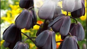 Редкие луковичные многолетники для сада