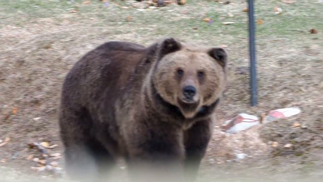 Orso curioso смотреть онлайн
