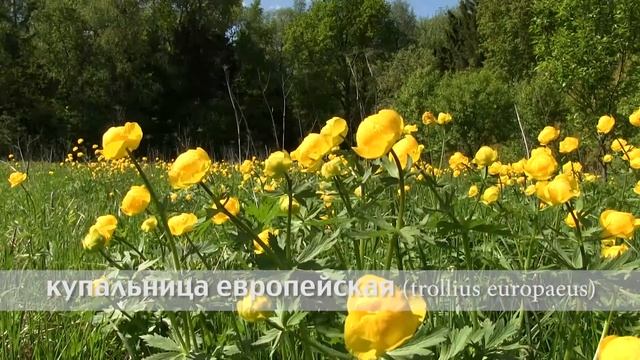 купальница европейская смотреть онлайн