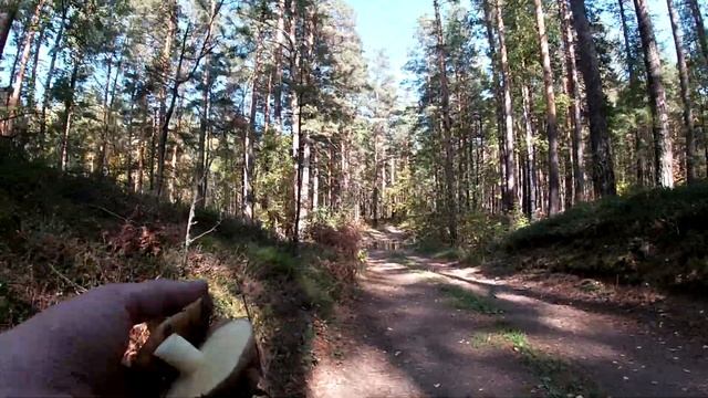Готовим грибную икру с помощью мотоцикла смотреть онлайн