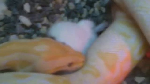 Питон кушает смотреть онлайн