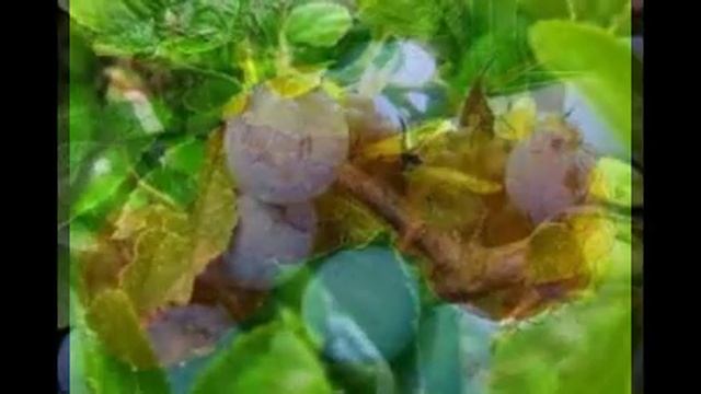 Ягоди (подборка фото) смотреть онлайн