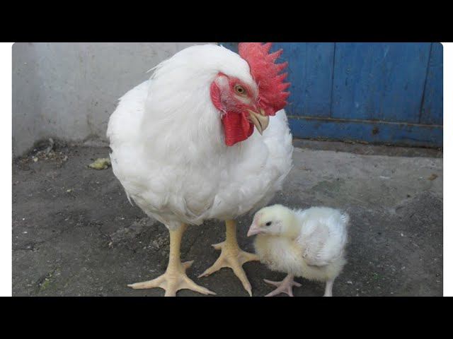 Как увеличить рост бройлеров, без химии!!! смотреть онлайн