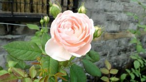 安部姬 Ambridge Rose ®