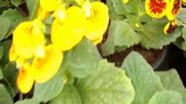 Работа в марте, кальциолярия - опыление, штамбовая герань. смотреть онлайн