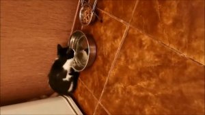 Два кота дома Как подружить?Первые Дни Дома.Способы примирения питомцев.