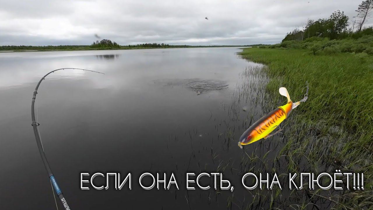 ЭТА ПРИМАНКА РАБОТАЕТ !? #рыбалка #щука #спиннинг #fishing #pike #pikefishing #perch