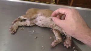 Щенка не удалось спасти от личинок овода