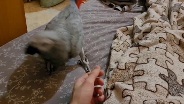 Говорящий попугай жако и его история смотреть онлайн
