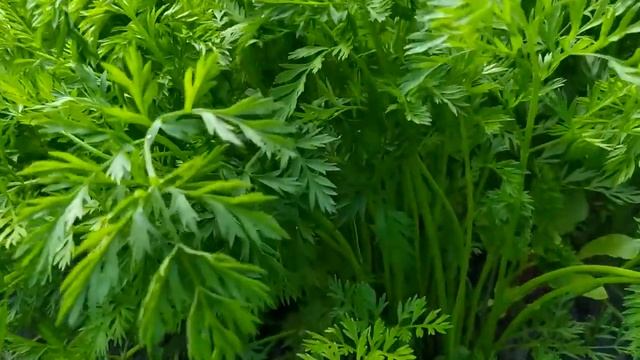 МОРКОВЬ ВСЯ БУДЕТ КРУПНОЙ И СЛАДКОЙ, ПОДКОРМИТЕ ЭТИМ МОРКОВЬ В ИЮНЕ ИЮЛЕ смотреть онлайн