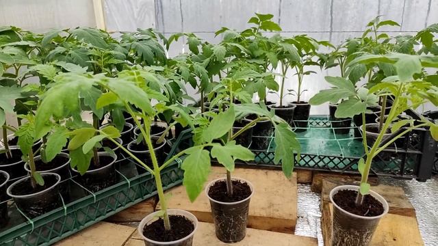 Чем удобрить рассаду. Как подкормить рассаду томатов и перца. смотреть онлайн