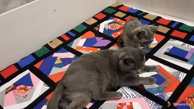 ПОДБРОСИЛИ КОШКУ С КОТЕНКОМ ??? смотреть онлайн