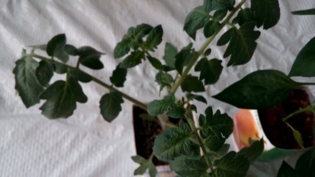 СЕМЕНА С АliExpress ТОМАТЫ ПЕРЦЫ Что выросло смотреть онлайн