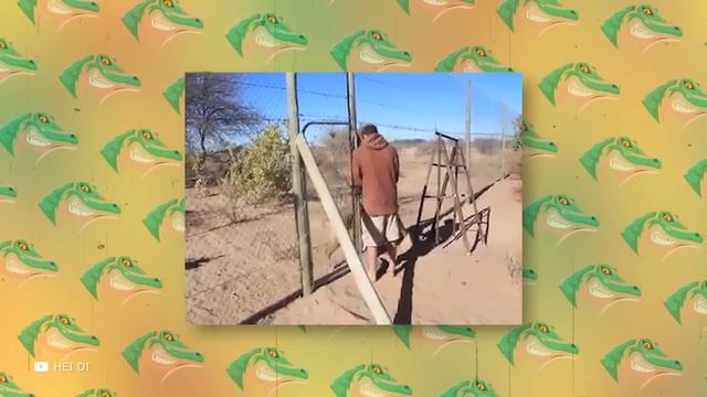 Случаи, Когда Животные Спасают Других Животных смотреть онлайн