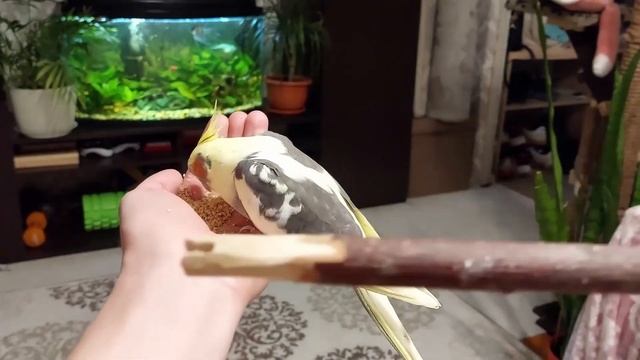 Что было раньше на канале O2toys? Кошка Игрушки Снеговик География | Разные Животные | Игры Аквариу