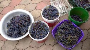 Как приготовить вино из винограда сорта Молдова