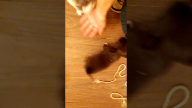 #чихуахуа любят арбуз! https://chihuariy-ekb.ru/ ссылка на сайт питомника смотреть онлайн