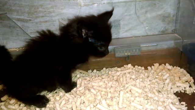 Няшка Мейн кун чёрный солид Кошечка 3 5 нед. отлично ходит в лоток The cute Maine Coon black solid смотреть онлайн