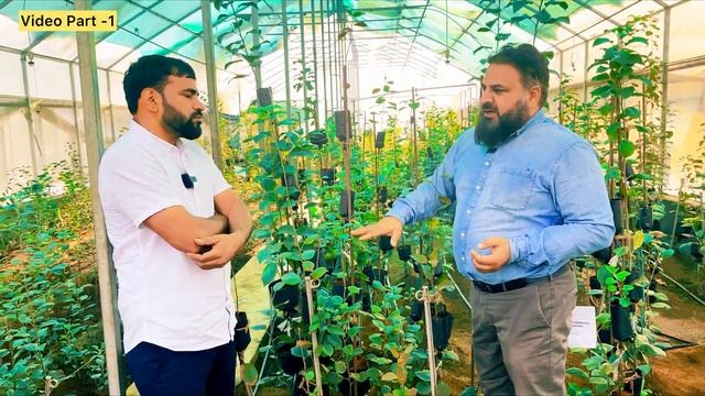 एक छोटी सी तकनीक किसानों जल्दी और 5 गुना ज़्यादा फ़ायदा दिया! Apple,Pear,Peach,Plum Rootstock ?? смотреть онлайн