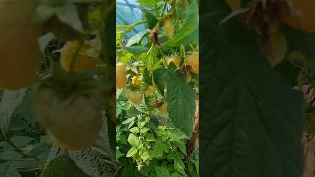 Малина Жёлтая Зюгана смотреть онлайн