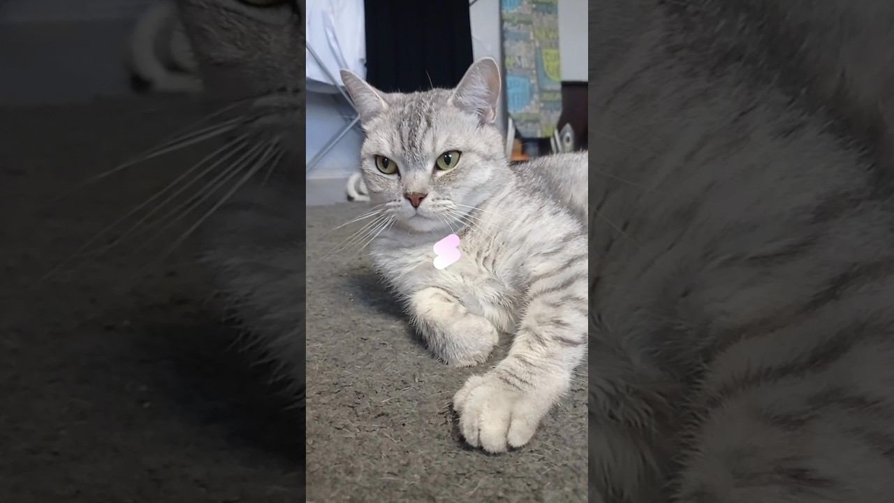 Милый котик #shorts смотреть онлайн