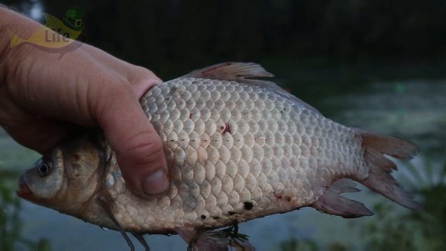 Рыбалка на карася в сентябре. Это поможет вам ловить жирненьких золотистых и по многу+секреты ловл смотреть онлайн