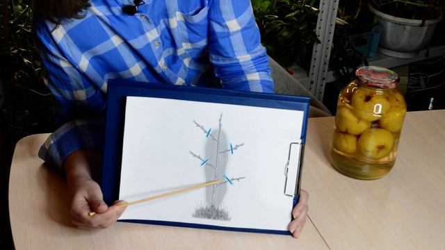 Всё об обрезке колоновидных смотреть онлайн