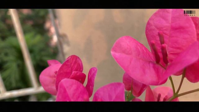 Bougainvillea - Watermelon смотреть онлайн
