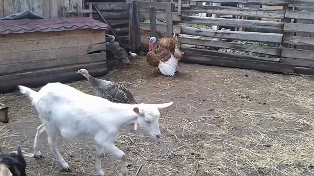 Маньчжурский орех, виноград, козы, индюки. деревенская жизнь. 26.06. 2019 г. смотреть онлайн