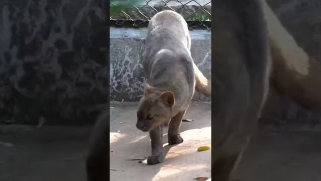 Редкие виды кошачьи Ягуарунди смотреть онлайн