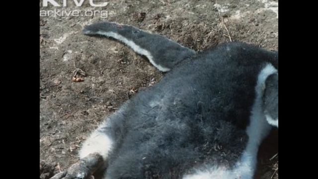 Дядюшка Вилли -Пингвинам хочется курить(Евгений Шатько) смотреть онлайн